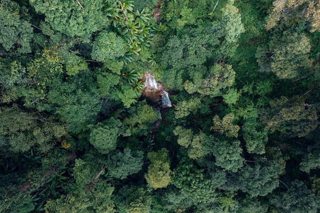 A vibrant aerial view of the Amazon rainforest, showcasing the dense green canopy interspersed by the winding Amazon River. The image emphasizes the immense scale and biodiversity of the region.
