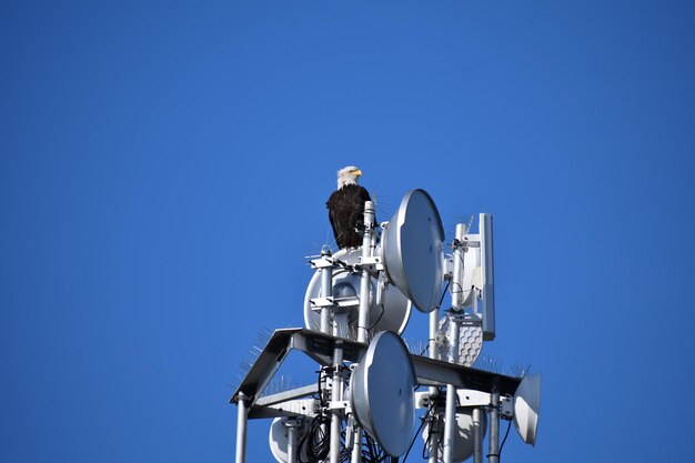 A close-up shot of a technician installing a 5G antenna on a cell tower in a rural area of Brazil, emphasizing the challenges and efforts involved in expanding the coverage to remote regions. The landscape in the background shows vast fields and forests.