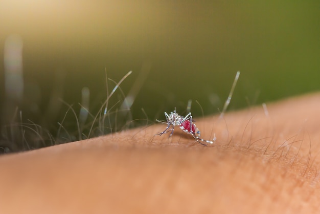A close-up shot of an Aedes aegypti mosquito on human skin, highlighting the mosquito's features and the act of biting. The background is blurred to focus attention on the mosquito and its potential for disease transmission.