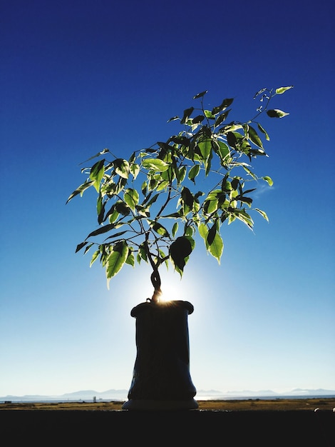 A time-lapse visualization of a sapling growing into a large, sturdy tree, symbolizing long-term investment growth and the power of patience. The background shows a clear sky and a sunny landscape.