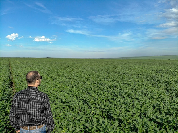 A photograph capturing the vast expanse of a Brazilian soybean field, stretching to the horizon under a clear blue sky. The field should be lush and green, representing the scale of Brazil's agricultural production. Include a close-up of the soybean plants to showcase their health and abundance.