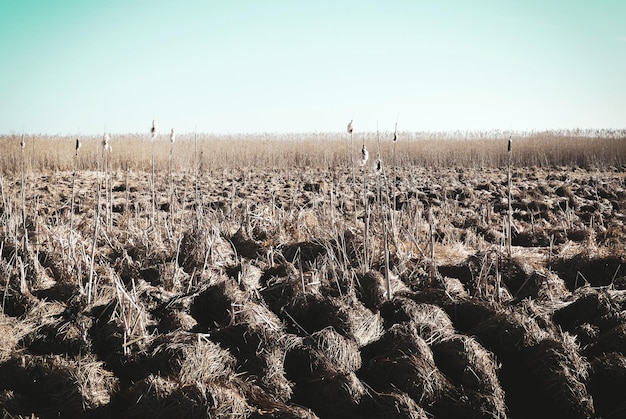 A vast field struck by drought, dirt cracked and dry, illustrating the detrimental impact of climatic factors on crop production and food price rises.