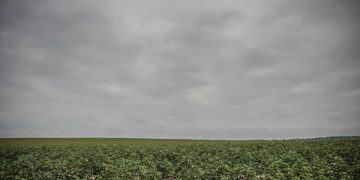 Agronegócio Brasileiro: Desafios e Oportunidades na Crise Climática - Cover Image