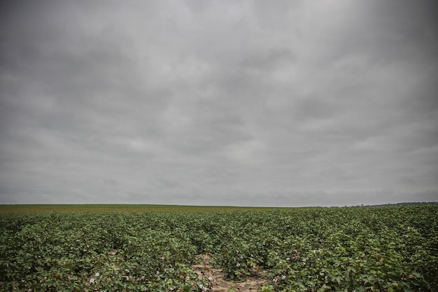 Agronegócio Brasileiro: Desafios e Oportunidades na Crise Climática