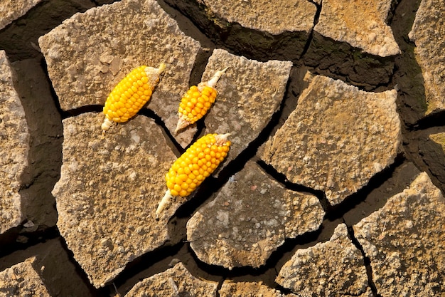 Close-up of cracked and dry soil in a cornfield in Brazil, demonstrating the severe impact of drought on agricultural land. The image highlights the lack of moisture and the visible signs of crop stress, with withered corn stalks in the background.