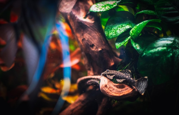A vibrant and detailed image of the Amazon rainforest showcasing the rich biodiversity. Focus on a playful monkey swinging from a tree branch, a colorful toucan perched nearby, and the lush, dense foliage of the rainforest. The scene should be teeming with life and highlight the natural beauty of the Amazon.